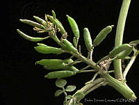 PTL0908 Nasturtium officinale.jpg