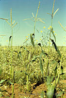 2055 Zea mays.jpg