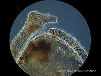 MVG 0658 Uropoda cubaensis.JPG