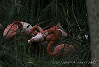 MASM06308 Phoenicopterus ruber.jpg