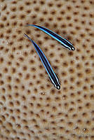 CCK0314 Elacatinus sp.,.jpg