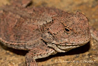 ECA0254 Phrynosoma orbiculare.jpg