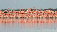 JAGT07 Phoenicopterus ruber.jpg