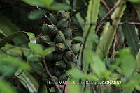 HVBR0052 Bromelia pinguin.JPG