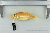 SGQ3668 Eucinostomus currani.jpg