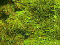 VDLCF0775 Elacatinus jarocho.jpg
