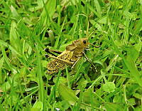 MLR02 Taeniopoda varipennis.jpg