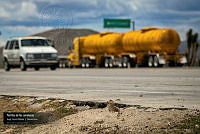 VNN6 004 Perritos de las carreteras.jpg