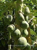 SG012 0002 Carica papaya.jpg