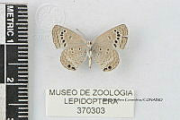 JF018 0785 Echinargus isola.jpg