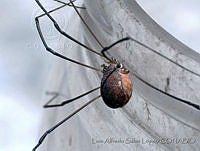 LASL0110 Leiobunum sp..jpg