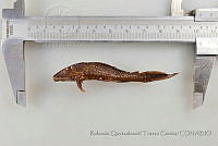 RQTG0973 Pterygoplichthys disjunctivus.jpg