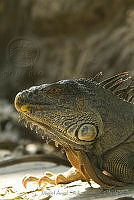 MASM05003 Iguana iguana.jpg
