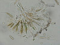 KT016 0041 Rivularia sp..jpg