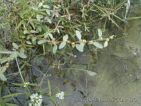 JRBBBK031-71 Waltheria indica.jpg