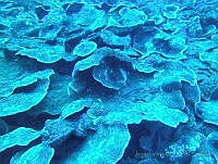 JAJ0071 Agaricia lamarcki.jpg