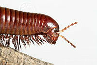 MASM07050 Myriapoda.jpg