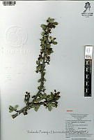 YPH0177 Amelanchier denticulata.jpg