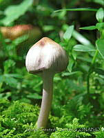 MCS156 Inocybe geophylla lilacina.JPG