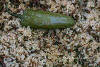 3R00666 Sphenarium purpurascens.jpg