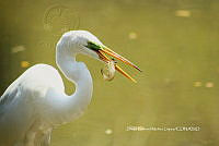 DGML 002 Ardea alba.jpg