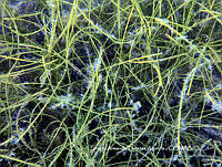 SAFA0022 Syringodium filiforme.JPG