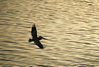 TEO0291 Pelecanus occidentalis.jpg