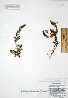 LAC008 Teucrium cubense ssp. depressum.JPG