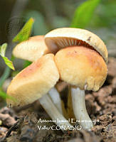 MN6PyH0073 Gymnopilus penetrans.jpg