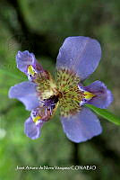 JAdNV0003 Alophia drummondii.JPG