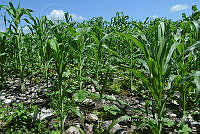 SG019 0265 Cucurbita, Zea mays.jpg