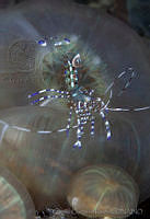 CCK0391 Periclimenes yucatanicus.jpg