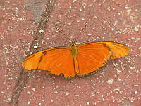 MCS029 Dryas iulia ssp. moderata.jpg