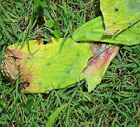 GAG02 Opuntia sp..jpg