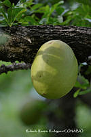 RRR0294 Crescentia alata.jpg