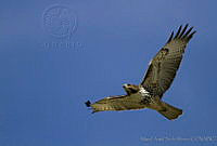 MASM00650 Buteo jamaicensis.jpg