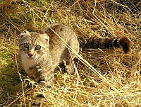 GECI0115 Felis silvestris.jpg