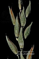 Teocintle 065 Zea luxurians.jpg