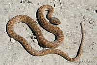 VHL0243 Hypsiglena slevini.jpg