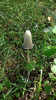 SC01 Coprinus comatus.jpg