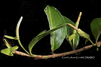 Zongo 0323 Anthurium sp..jpg