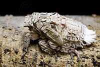 MN6PG0332 Microcentrus.jpg