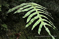 JDA D 00570 Phlebodium pseudoaureum.jpg