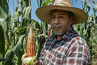 IMDOC4242 Zea mays.jpg
