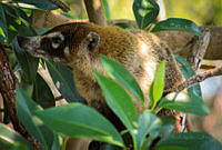 FBA0532 Nasua narica.jpg