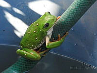 DSL02 Agalychnis dacnicolor.jpg