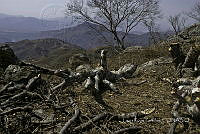 LRP215 Deforestación.jpg