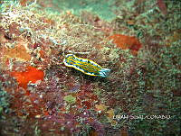NE018 0617 Felimare bayeri.jpg