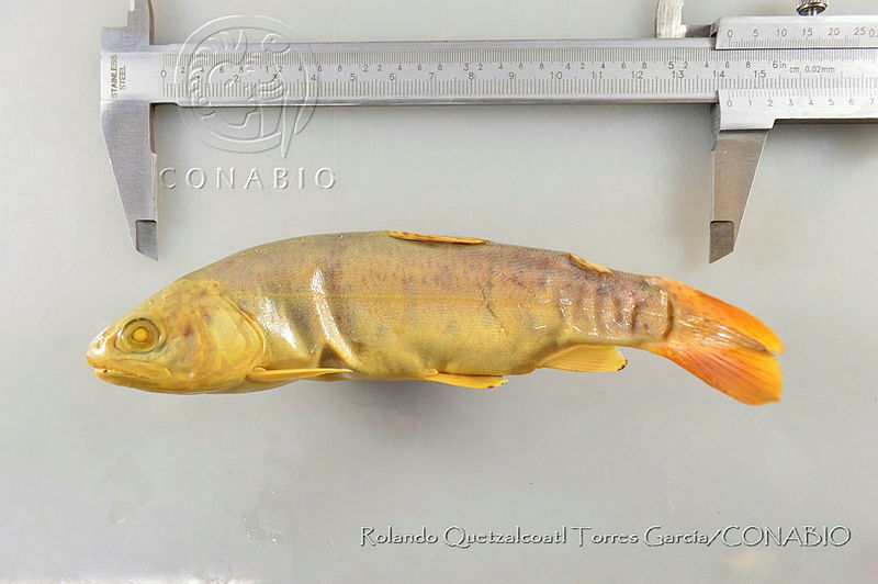 RQTG0999%20Oncorhynchus%20mykiss.jpg.rSfc v3zMa99YztjQA3g0JtbmFja29CbnFuZ3NAbXJ6LGtwZwA.F4ZvZNInq4