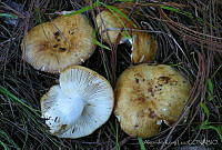 AKL0046 Russula foetentula.jpg